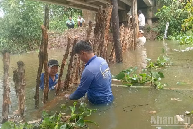 Người dân xã Mỹ Thành, tỉnh Đồng Tháp chủ động đắp đập tạm để bảo vệ vườn cây ăn trái của mình khi triều cường dâng cao.