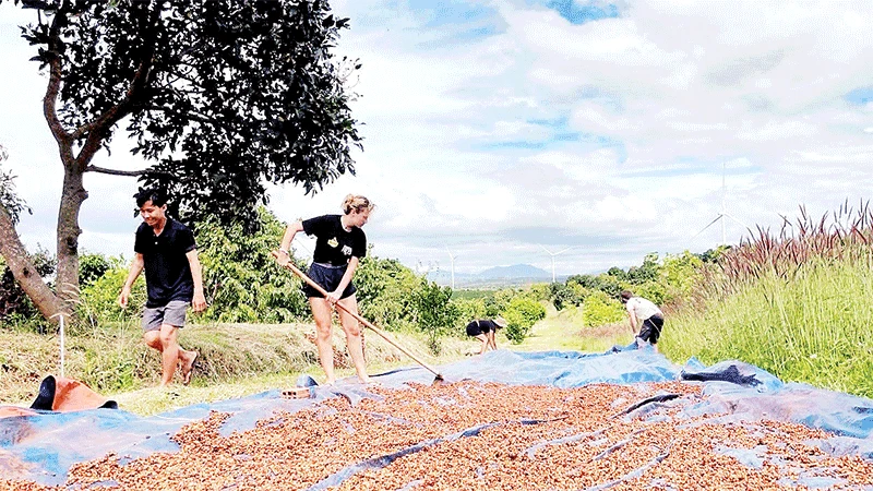 Tình nguyện viên nước ngoài trải nghiệm quy trình sản xuất cà-phê tại Fair Farm.