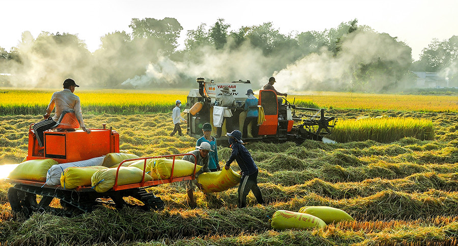 Mùa vàng. (Ảnh: HIẾU MINH VŨ)