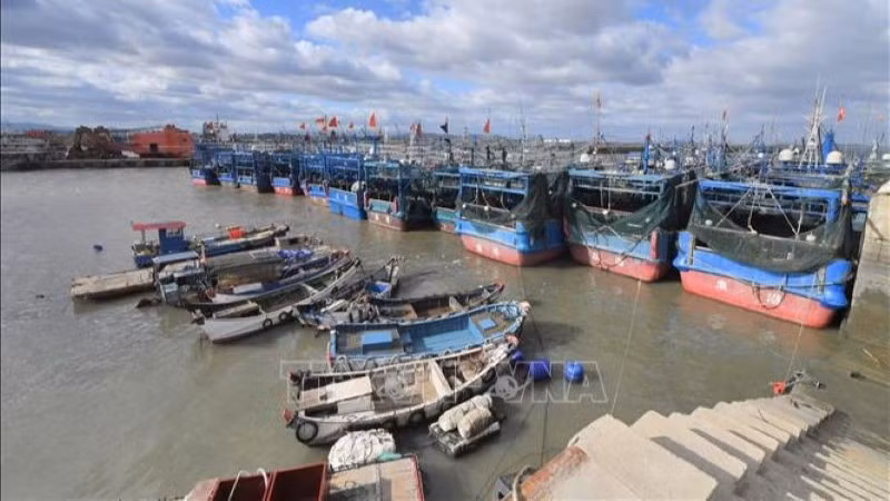 Các tàu đánh cá neo đậu về cảng tránh bão ở thị trấn Tuyền Châu, tỉnh Phúc Kiến, Trung Quốc ngày 22/9/2025. (Ảnh: THX/TTXVN)