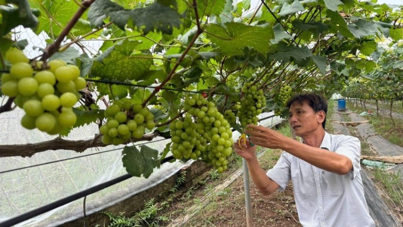 Ông Thiều Văn Thiết đang cắt tỉa nho sữa để chờ thu hoạch vào đầu tháng 8. (Ảnh: DIỆU THƯƠNG)