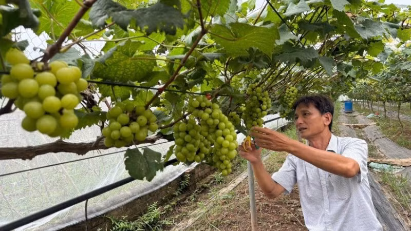 Ông Thiều Văn Thiết đang cắt tỉa nho sữa để chờ thu hoạch vào đầu tháng 8. (Ảnh: DIỆU THƯƠNG)