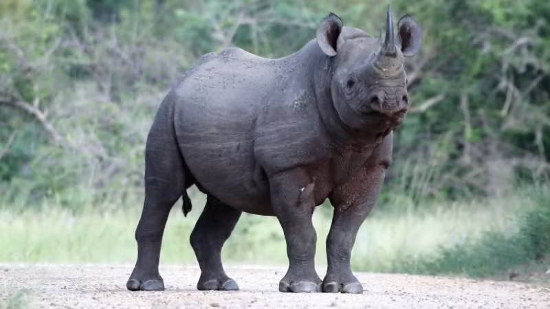 Một cá thể tê giác đen. (Ảnh: IRF)