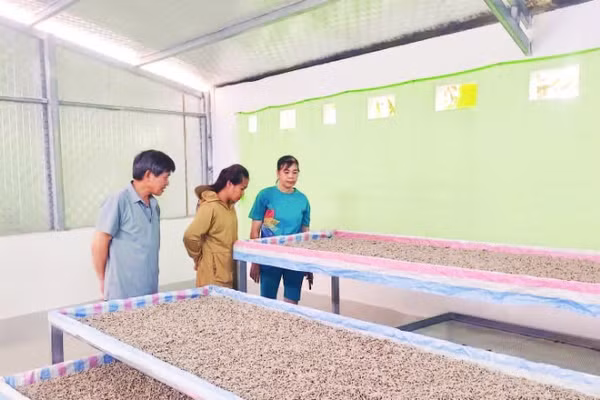 Gia đình chị Nông Thị Ánh ở Tổ 10, phường Nùng Trí Cao nuôi tằm giống.