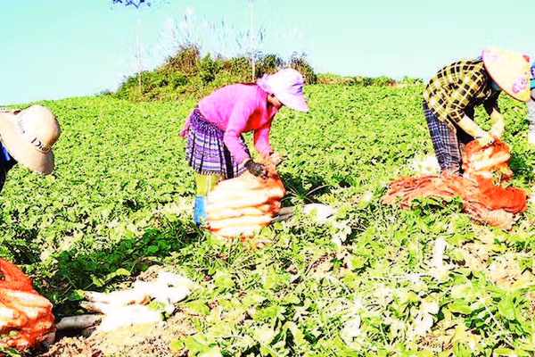 Hợp tác xã nông sản Mơi Hạnh liên kết với người dân xã Xín Mần trồng củ cải xuất khẩu.