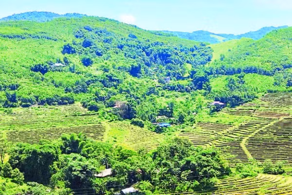 Xã Mường Động đã trồng được hơn 85 ha rừng trên tổng diện tích dự kiến là 200 ha.