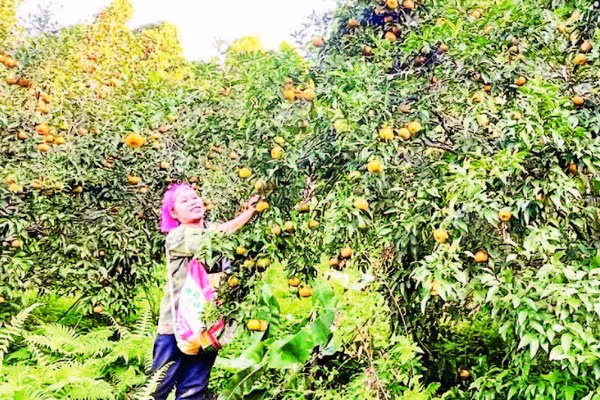 Vùng cam, quýt đặc sản, đã cấp chỉ dẫn địa lý tại xã Bạch Thông (Ảnh TÙNG VÂN)