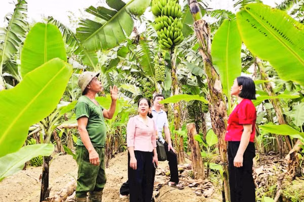 Cán bộ Chi cục Trồng trọt và Bảo vệ thực vật tỉnh Phú Thọ giám sát vùng trồng chuối tại thôn Quỳnh Lâm, xã Bản Nguyên.