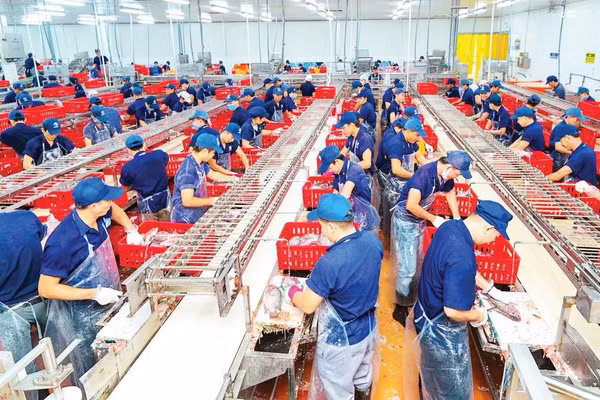 Nhà máy Thủy sản Nam Việt tại Cụm công nghiệp Mỹ Quý đang đẩy mạnh sản xuất cá tra xuất khẩu, tạo việc làm cho người lao động (Ảnh MINH HIỂN)