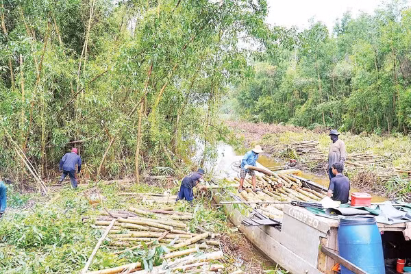 Người lao động xã Khánh Lâm (tỉnh Cà Mau) thu gom gỗ keo sau khi đốn hạ.