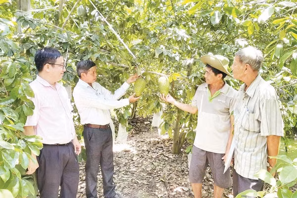 Từ nguồn vốn chính sách, nông dân xã Thới Hưng, thành phố Cần Thơ trồng mãng cầu xiêm mang lại hiệu quả kinh tế cao.