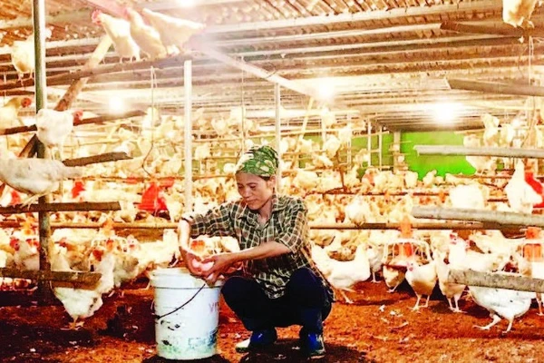 Nuôi gà đẻ trứng mang lại thu nhập cao cho nông dân xã Lương Bằng, tỉnh Hưng Yên.
