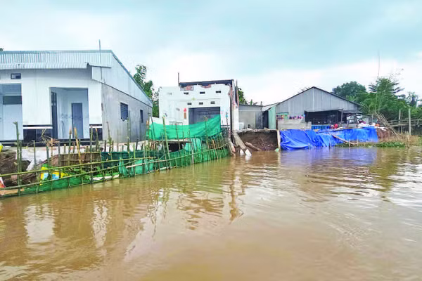 Sạt lở nhấn chìm nhiều nhà dân xuống sông Hậu.