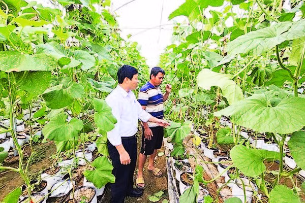 Chủ tịch Ủy ban nhân dân xã Ia Phí Nguyễn Công Sơn (áo trắng) kiểm tra công tác trồng dưa lưới trên địa bàn.
