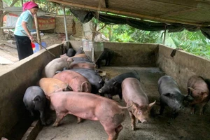 Mô hình nuôi lợn bản địa tập trung đem lại hiệu quả kinh tế cho bà con nhân dân xã Lê Lợi.