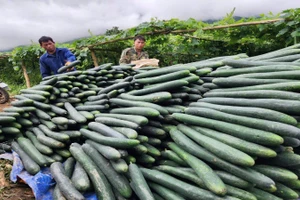 Mô hình phát triển bí xanh ở xã Nậm Manh giúp người dân có thu nhập ổn định.