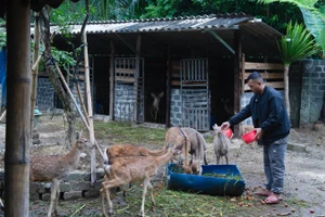 Chàng trai Si La Trần Tuấn Hiệp khởi nghiệp thành công với mô hình nuôi hươu sao.