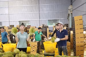 Sầu riêng tươi của Việt Nam chính thức được mở cửa vào thị trường Ấn Độ. 