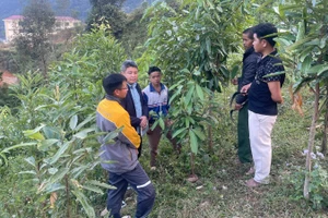 Người Mảng ở bản Nậm Ô xã Pa Tân phát triển cây quế