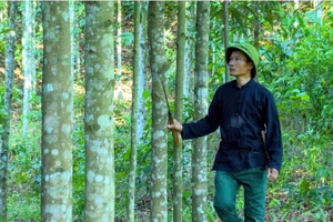 Anh Lý Văn Chém kiểm tra vườn quế của gia đình.