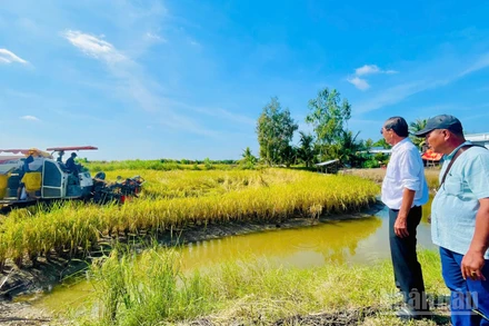 Anh hùng Lao động, kỹ sư Hồ Quang Cua, cha đẻ thương hiệu gạo Gạo ST25 và anh Trần Hoàng Giang, xã Đông Hòa, tỉnh An Giang giám sát quy trình thu hoạch lúa ST25.