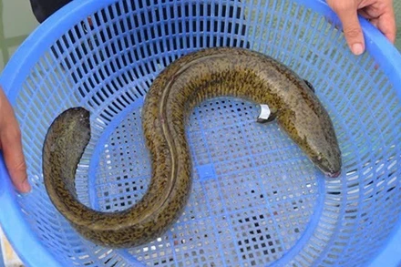 Cá chình biển. (Ảnh: minh họa)