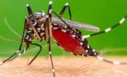 Chikungunya là bệnh truyền nhiễm cấp tính do virus Chikungunya gây ra, lây truyền chủ yếu qua muỗi vằn.
