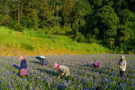 Dự án "Dược liệu sạch, phát triển bền vững": Nâng tầm thương hiệu dược liệu Việt 