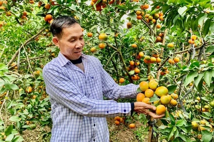 Nông dân tỉnh Hưng Yên đã chuyển đổi sang trồng cây ăn quả cho thu nhập cao.