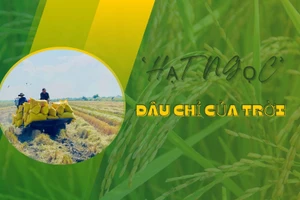 “Hạt ngọc” đâu chỉ của trời