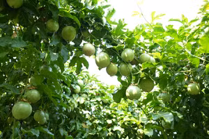 Đồng hành xanh hóa nông nghiệp: Từ giấc mơ đến hiện thực