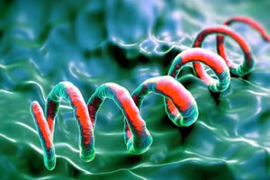 Giang mai là bệnh lý do xoắn khuẩn Treponema pallidum gây ra.