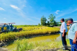 Anh hùng Lao động, kỹ sư Hồ Quang Cua, cha đẻ thương hiệu gạo Gạo ST25 và anh Trần Hoàng Giang, xã Đông Hòa, tỉnh An Giang giám sát quy trình thu hoạch lúa ST25.