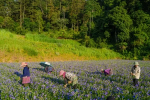 Dự án "Dược liệu sạch, phát triển bền vững": Nâng tầm thương hiệu dược liệu Việt 