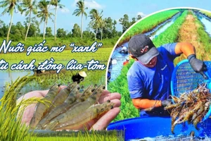 Nuôi giấc mơ "xanh" từ cánh đồng lúa tôm