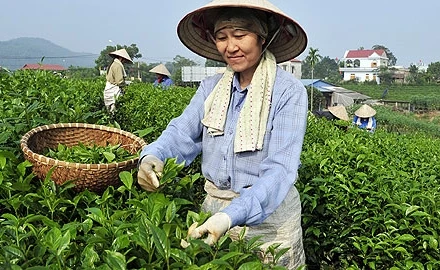 Thu hái chè Tân Cương. Ảnh: Đăng Hồng