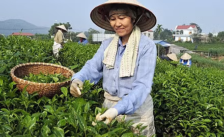 Thu hái chè Tân Cương. Ảnh: Đăng Hồng