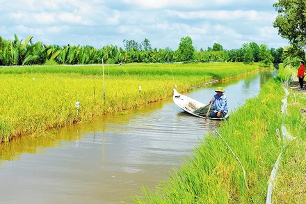 Người dân sản xuất tôm - lúa ở Cà Mau.