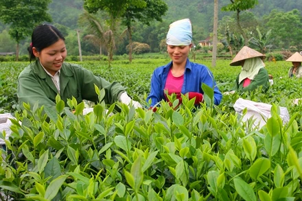 Người dân xã Tân Cương (Thái Nguyên) thu hái chè vụ xuân.
