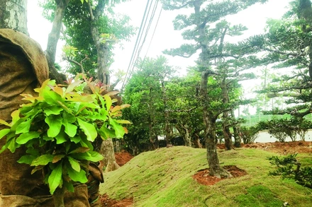 Rừng lạ ở thủ đô & người đưa cây về phố