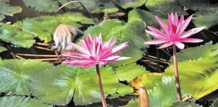 Ngọt bùi với hoa