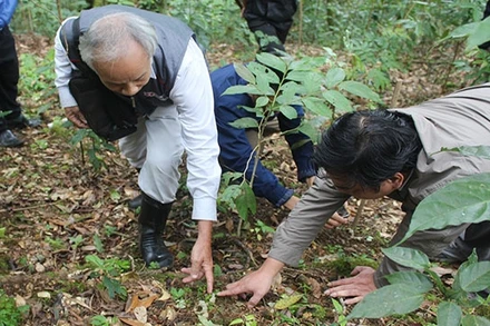 Sâm Ngọc Linh “ngủ đông”.