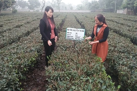 Giám đốc HTX chè La Bằng Nguyễn Thị Hải (bên phải) giới thiệu quy trình sản xuất chè sạch. 