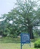 Cây đa Tân Trào.