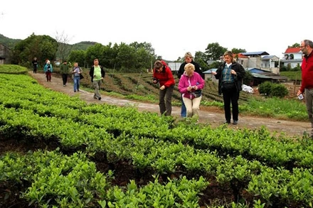 Khách du lịch quốc tế tham quan vùng chè Tân Cương - Thái Nguyên.