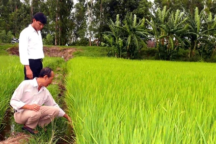 Ông Danh Văn Dưỡng (thị trấn Óc Eo, huyện Thoại Sơn, An Giang) kiểm tra giống gieo sạ HNOE - "viên hồng ngọc" trên vùng đất Phù Nam xưa.