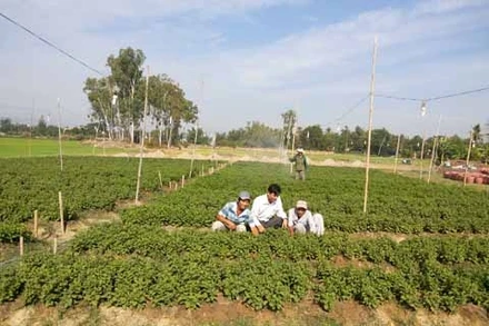 Anh Thanh (người ngồi giữa) hướng dẫn nông dân cách trồng hoa cúc.