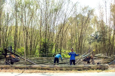 Thu hoạch tầm vông.