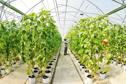 Trồng dưa lưới trong nhà kính ứng dụng công nghệ cao tại Công ty cổ phần đầu tư và xây dựng Delco (Bắc Ninh).