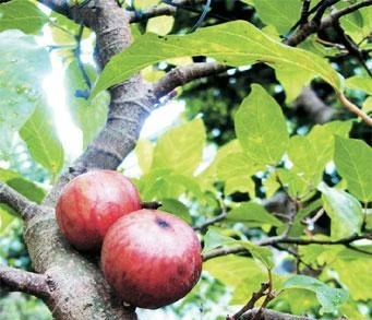 Lòng sung cũng như lòng vả...